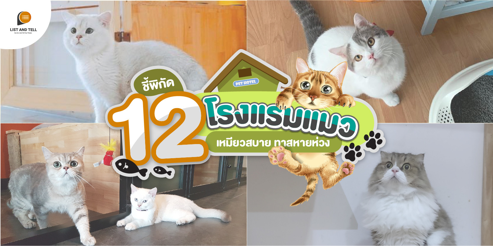 ชี้พิกัด 12 โรงแรมแมว เหมียวสบาย ทาสหายห่วง