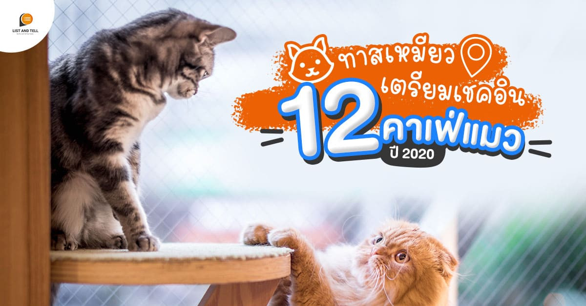 รวม 12 คาเฟ่แมว เปิดแล้ว พร้อมให้ทาสแมวเช็กอินรัว ๆ ปี 2020