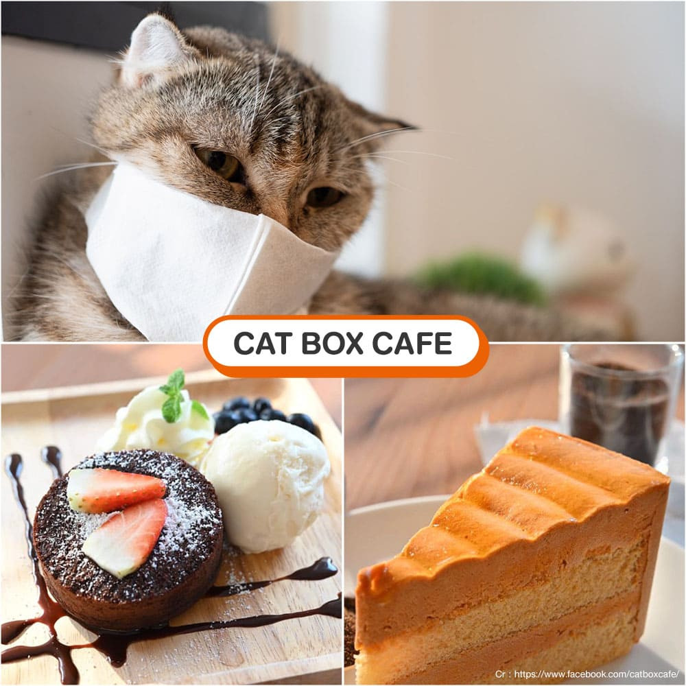 คาเฟ่แมว Cat Box Cafe