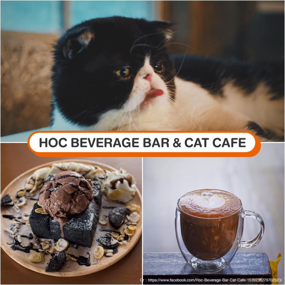 คาเฟ่แมว Hoc Beverage Bar & Cat Cafe