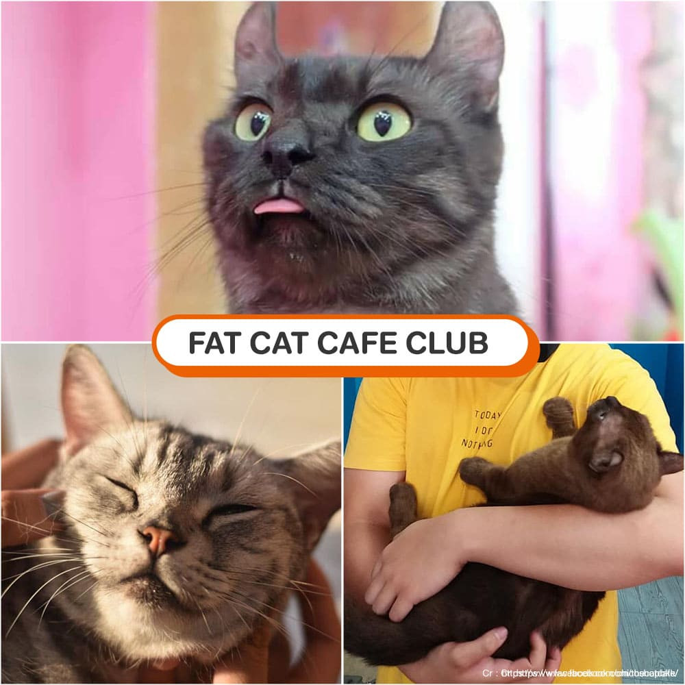 คาเฟ่แมว Fat Cat Cafe Club