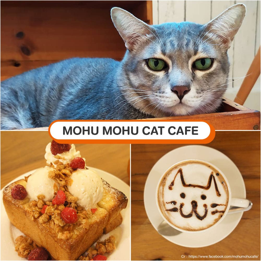 คาเฟ่แมว Mohu Mohu Cat Cafe