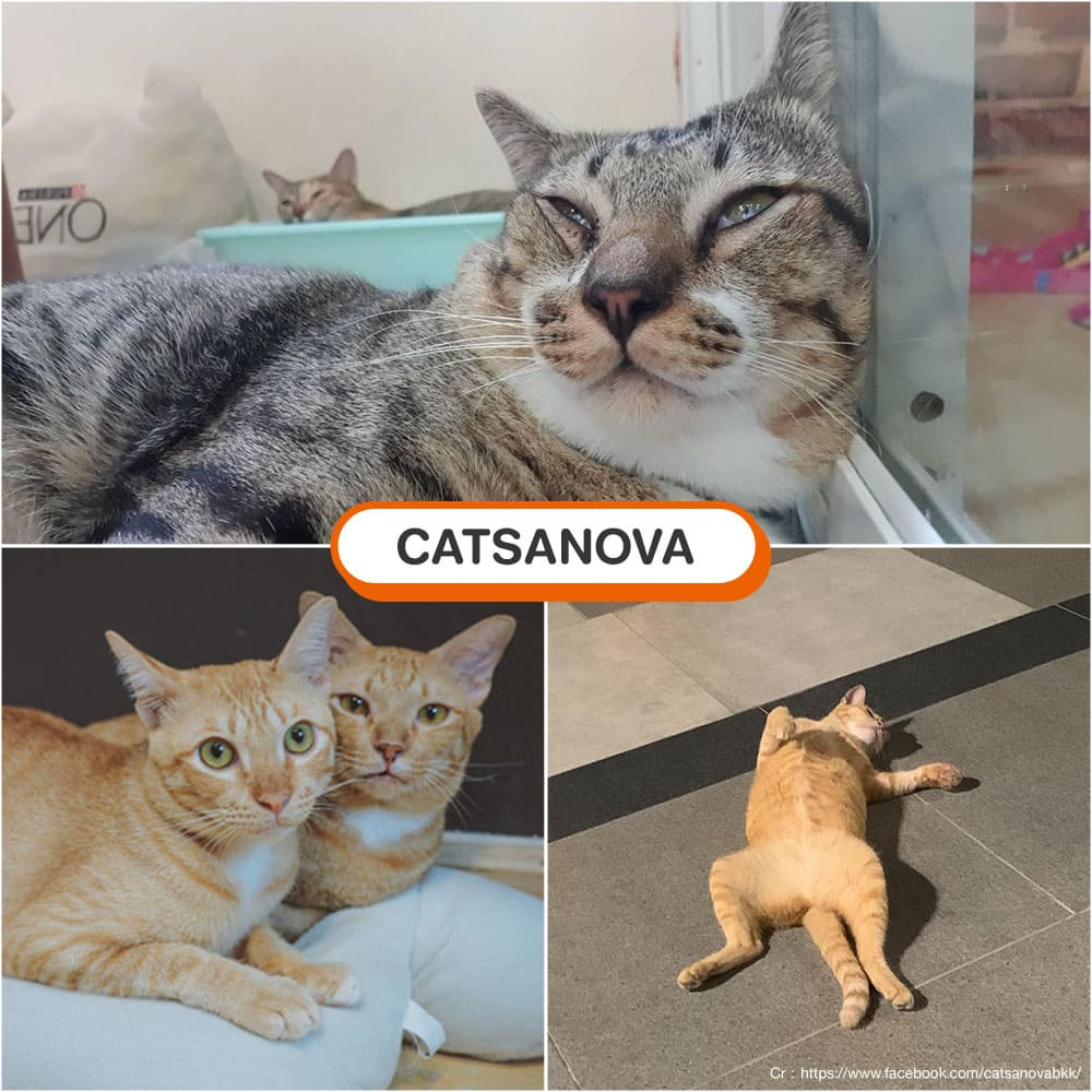 คาเฟ่แมว Catsanova