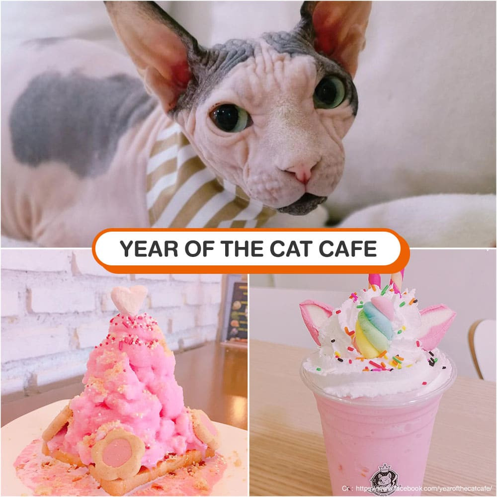 คาเฟ่แมว Year of The Cat Cafe