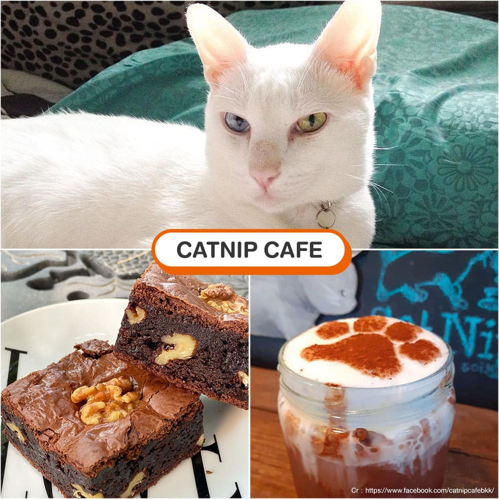 คาเฟ่แมว CatNip Cafe