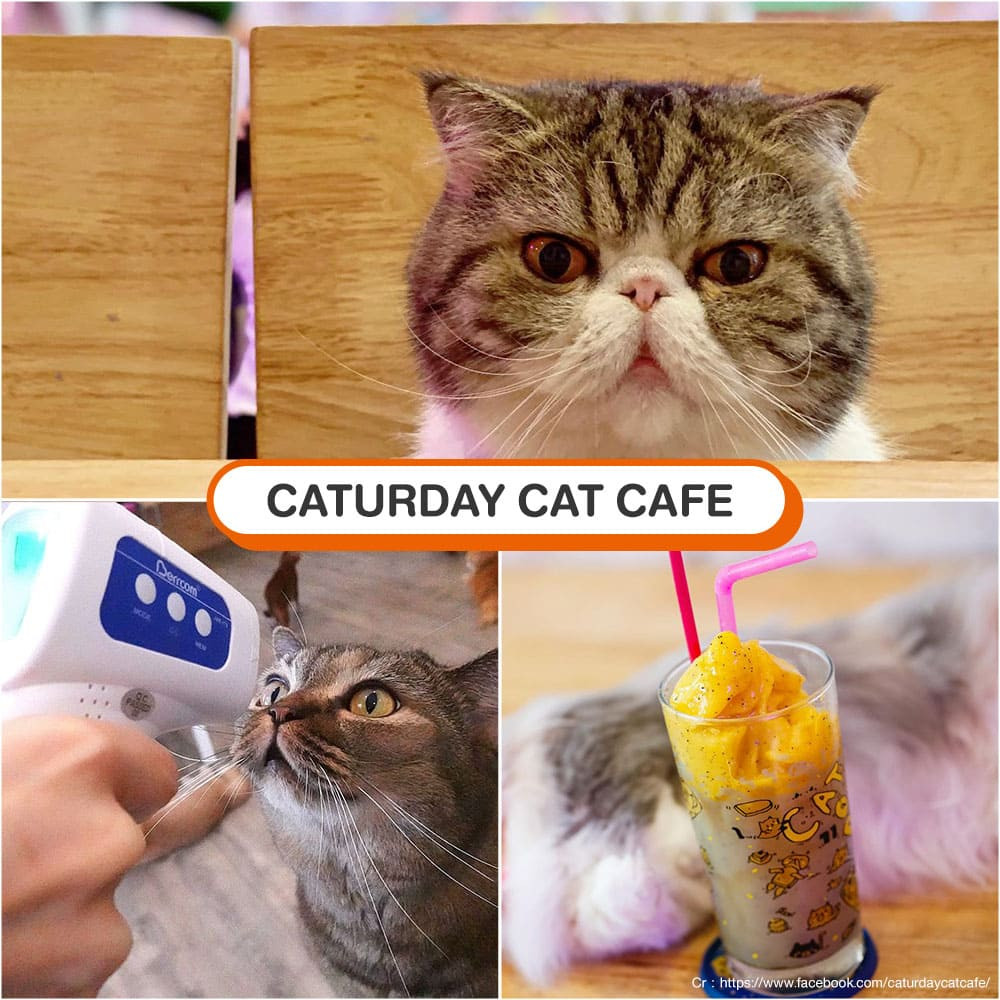 คาเฟ่แมว Caturday Cat Cafe