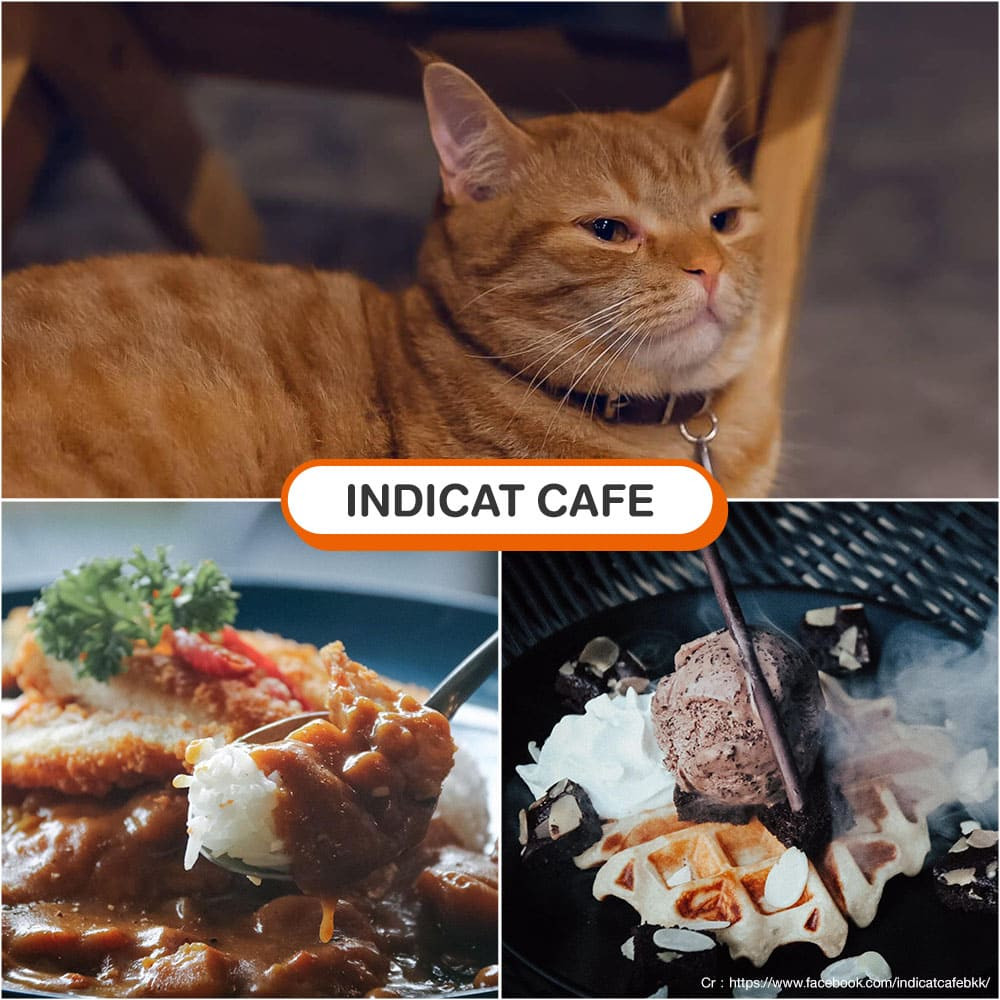 คาเฟ่แมว Indicat Cafe